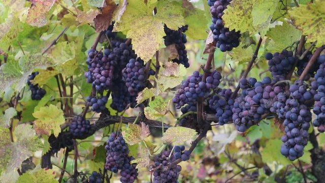 Close-up of grapes in a vineyard in the French Campagne region. 

Shot with the Canon 80d.