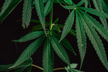 Thematic photos of hemp and marijuana Green leaf