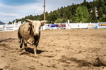 Rodeo Bull