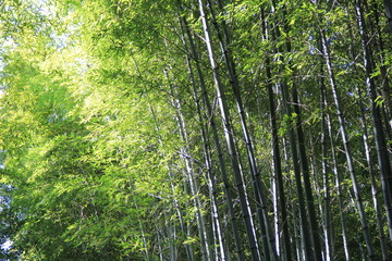 Fototapeta na wymiar 京都の竹林