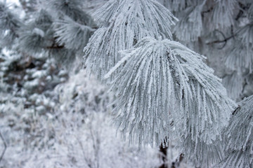 Snowy tree branch with pine needles. Blurry background. 