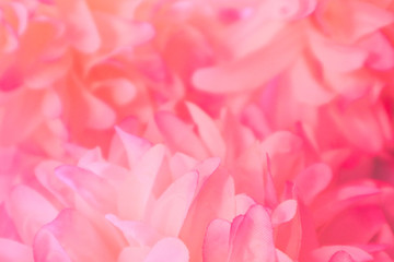 Beautiful abstract color pink and white flowers background and pink flower frame and white and pink leaves texture background 