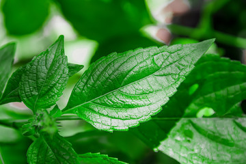 The leaves of fennel