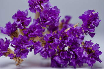 Macro abstract texture of dried statice (limonium) blossoms on white background