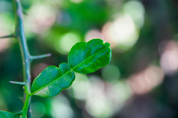 Kaffir lime leaves