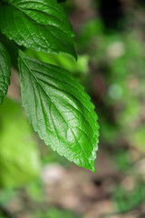 The leaves of fennel