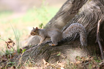 squirrel