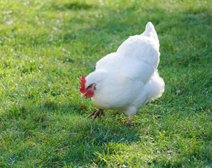 cage free white chicken in the farm
