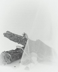 Dry tree and Korean hair pin