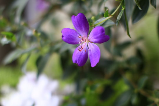 シコンノボタン Images Browse 48 Stock Photos Vectors And Video Adobe Stock