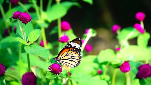 HD 1080p super slow Thai butterfly in pasture pink flowers Insect outdoor nature