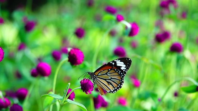 HD 1080p super slow Thai butterfly in pasture pink flowers Insect outdoor nature