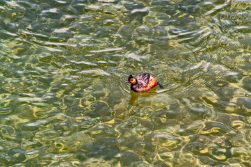 Eared Grebe Breeding Adult