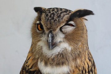 Owl