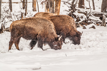 Three Bison Looking for Food After a Spring Snowfall