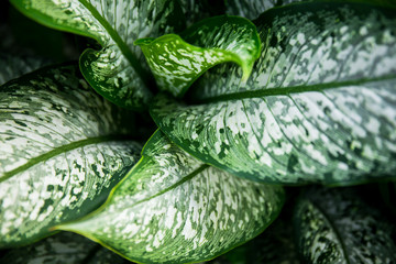 vintage dark tone, Green leaves background with copyspace. Nature concept for Green Energy earth saving.