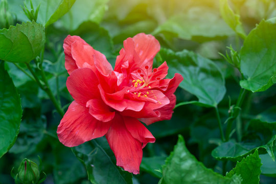 Red hibiscus flower, chinese rose or chaba flower bloom on blur nature background.