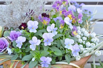 青いビオラの寄せ植え