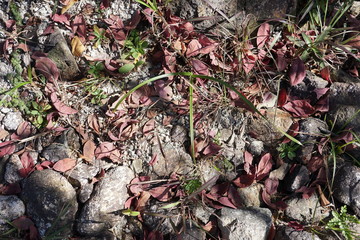 The dry red brown leaves on the ground at spring season with the daylight.