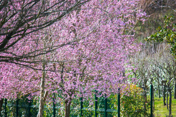 couleurs du japon à Vaucresson