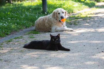 comme chien et chat 