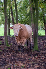 Huge pedigree limosine bull cow grazing in the sun on a summer meadow between the trees