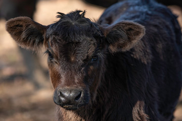 Young black Angus calf portrait © jackienix