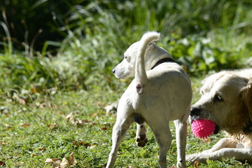 jack russel cherche balle rose dans bouche de golden assise  © cyril