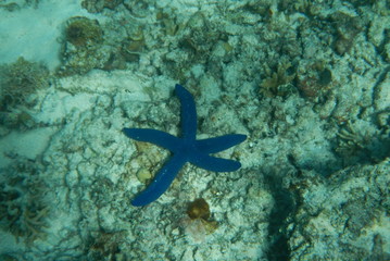 Exotic blue starfish on the bottom of the Pacific Ocean near the coast of Fiji Islands