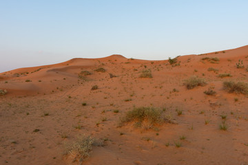 Desert at sunrise brings out orange colored sand with a small groups of desert grass and plants growing after rains in Ras al Khaimah, in the United Arab Emirates.