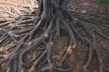 Tree roots in the garden, Nature background concept