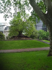 garden in park
