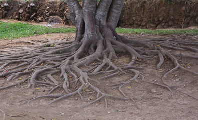 Tree roots in the garden, Nature background concept
