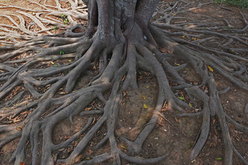 Tree roots in the garden, Nature background concept