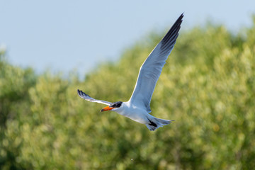 The Caspian tern (Hydroprogne caspia) flying through the air with its huge wingspan and orange beak in the United Arab Emirates.