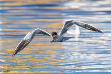 The Caspian tern (Hydroprogne caspia) flying over the water with its huge wingspan and orange beak in the United Arab Emirates.