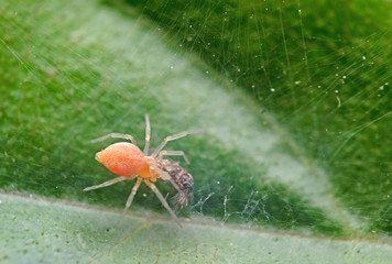 Macro Photo of Tiny Orange Spider with Prey on Green Leaf