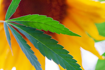 Thematic photos of hemp and marijuana Green leaf