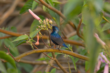 Purple sunbird, male, Leptocoma zeylonica, India