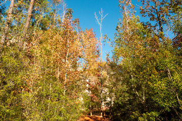 Providence Canyon, Georgia