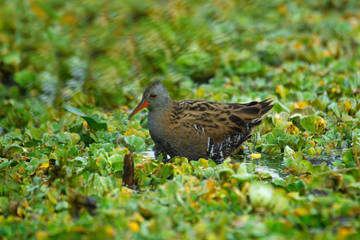 Water rail, Rallus aquaticus, India