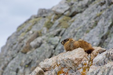 Marmot on Rock During Cold Sunny Day