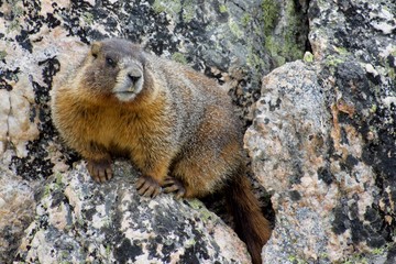 Marmot on Rock During Cold Sunny Day