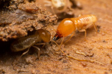 Close up termite soldiers