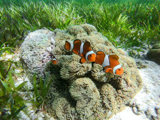 Clown fish swimming in the sea grass.  Camiguin Island, Philippines.