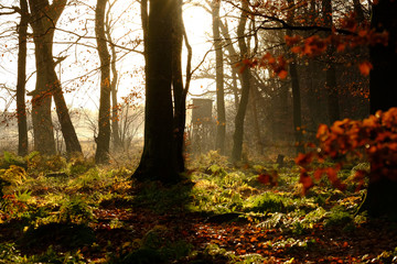 Waldrand in der Morgensonne