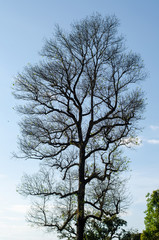 tree against blue sky