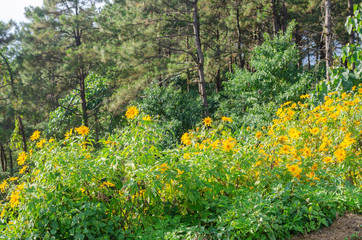 Obraz premium Tithonia diversifolia or Mexican sunflower on the hill