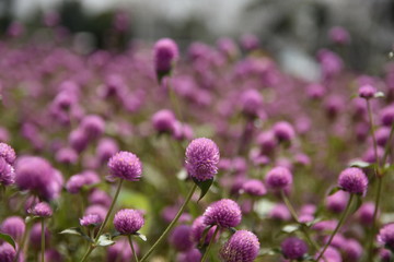 Fototapeta premium Close up view of beauty meadow bunga kenop or Gomphrena globosa, a herb flowers botanical plant trees leaves good for health. known as globe amaranth, makhmali, and vadamalli family Amaranthaceae