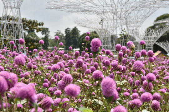 Close up view of beauty meadow bunga kenop or Gomphrena globosa, a herb flowers botanical plant trees leaves good for health. known as globe amaranth, makhmali, and vadamalli family Amaranthaceae